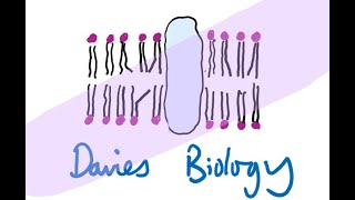 42 Translation of mRNA [upl. by Namref]