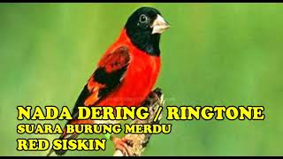 NADA DERINGRINGTONE SUARA BURUNG RED SISKIN MERDU BANGET [upl. by Odracer679]