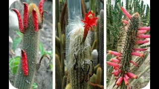 20 tipos de Cleistocactus Aceptadascon sus nombres [upl. by Amelia]