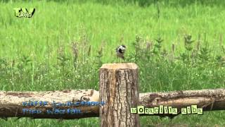 Witte kwikstaart  Pied Wagtail  Motacilla alba [upl. by Dranoc343]