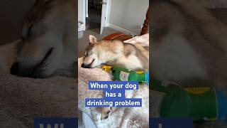 I don’t need a diet dog dogs doglover cute viral trending doggo funny funnyvideo shorts [upl. by Trueblood986]