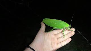 Giant Katydid from Borneo Pseudophyllus sp [upl. by Manley906]