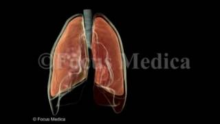 Hemothorax  Lungs [upl. by Stoddard91]