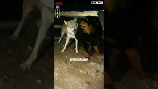 Aggressive wolf vs huge Tibetan Mastiff dog shorts ytshorts viralshorts wolf [upl. by Aldwon]