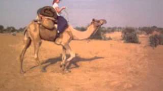 How to ride a camel [upl. by Natascha]