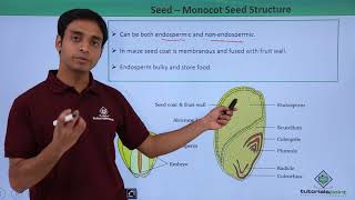 Class 11th – Seed – Monocot Seed Structure  Morphology of Flowering Plants  Tutorials Point [upl. by Cichocki]