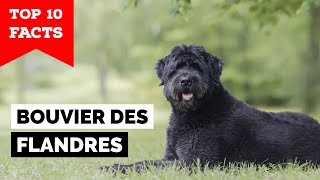 Bouvier des Flandres  Top 10 Facts [upl. by Elwee510]