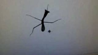 Praying Mantis on my computer screen [upl. by Hollington]