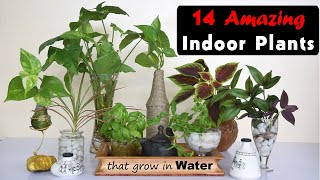 14 Amazing Indoor Plants that grow in Water [upl. by Aydidey]