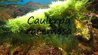 How to pronounce Caulerpa racemosa in English [upl. by Eglantine359]