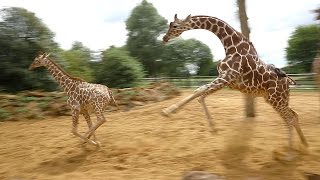 Giraffes walk gallop and play at ZSL Whipsnade Zoo [upl. by Oicanata278]