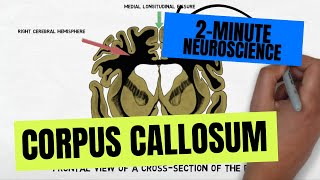 2Minute Neuroscience Corpus Callosum [upl. by Noruq]