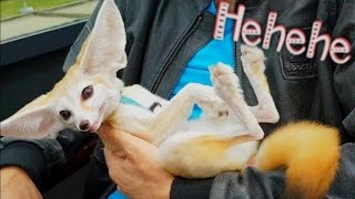 Fennec Fox Laughing during Coffee Time [upl. by Asiel]