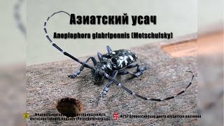 Азиатский усач Anoplophora glabripennis Motschulsky [upl. by Eenttirb]