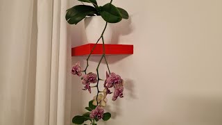 🇲🇫Fin de cochenille et trips 😱🙏business orchid orchidee faire cultivé floresorquideas fleur [upl. by Edithe]