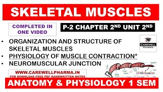 Skeletal Muscle  Physiology of Muscle Contraction  Neuromuscular Junction  Structure  Ch 2 U 2 [upl. by Annor859]