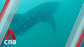 The whale shark guardians in Donsol Philippines [upl. by Flinn718]