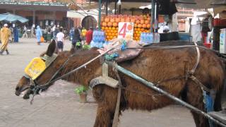 Koutoubia Mosque Djemaa elFna Marrakesh Morocco المغرب‎ ساحة جامع الفناء مراكش [upl. by Nicholle767]