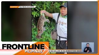 Endangered Visayan leopard cat natagpuang patay sa Cavite  Frontline Pilipinas [upl. by Taryn97]