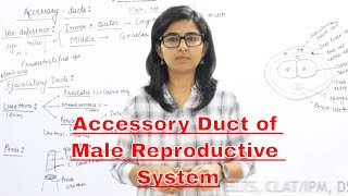 Human Male Accessory Ducts  Human Male Reproductive System  Dr Poonam Ahlawat  Biozooms NEET [upl. by Bremer]