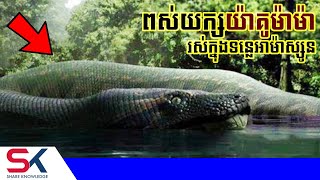 ពស់យក្ស​យ៉ាគូម៉ាម៉ា ធ្លាប់គេប្រទះឃើញក្នុងទន្លេអាម៉ាស្សូន  Yacumama [upl. by Okir152]