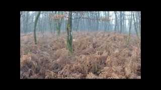 Chasse à la bécasse des Bois dans la Vienne le 12 janvier 2014 [upl. by Alyn]