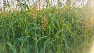 Sorgo forrajero para producción de Biomasa y captura de carbono [upl. by Rebeka314]