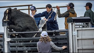 We bucked WILD bulls at JBs  Rodeo Time 330 [upl. by Arzed911]