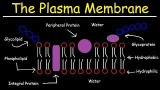 Fluid Mosaic Model of the Plasma Membrane  Phospholipid Bilayer [upl. by Nos521]