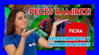 RAMIREZI 🐟  Guía y cuidados  VÍDEO FICHA [upl. by Nilreb618]