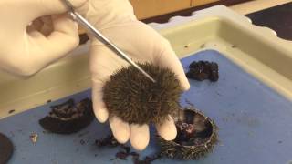 Sea Urchin amp Sand Dollar Dissection Part1 Coe [upl. by Lacy943]