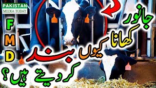 Foot and Mouth Disease in Cattle  Symptoms Causes Vaccination Cure amp Treatment in Urdu Hindi HD [upl. by Suertemed]