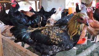 Ufugaji bora wa kuku wa kienyejijifunze kwa hii videosimple way poultry [upl. by Coheman]