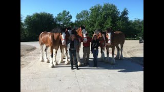 Behind the scenes with The Budweiser Clydesdales 2013 [upl. by Elinor972]