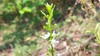 கல்லுருக்கி செடி  சர்க்கரை வேம்பு  சரக்கொத்தினி  goatweed  Scoparia dulcis  enpathivu [upl. by Kral]