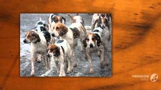 Running Walker Foxhound Dog breed [upl. by Gwen]