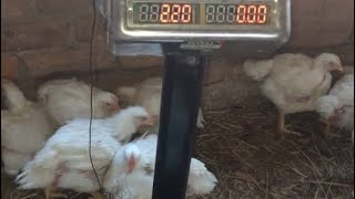 broilers chicken farming [upl. by Aimar]