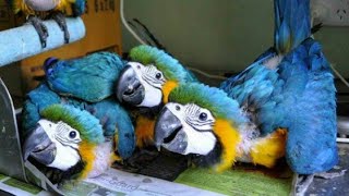 Macaw parrot price in india  bird shop price Parrot price world of birds [upl. by Esyahc]