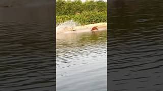 Jaguar attacks capybara Jaguar animals wildlife capybara [upl. by Wehner]