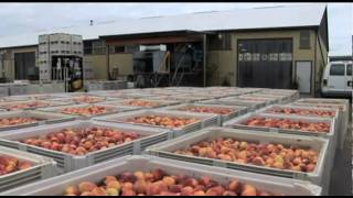 Fruit Processing in the Niagara Region video [upl. by Ykcin357]