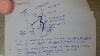 PTERYGOID PLEXUSmds entance lectureEXAM MBBSBDSNEET PG AIIMSMDSANATOMY bds prof exam [upl. by Burget]