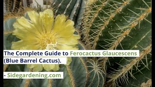 The Complete Guide to Ferocactus Glaucescens Blue Barrel Cactus [upl. by Aizek69]