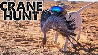 SANDHILL CRANE Hunting in West Texas [upl. by Aihseya520]