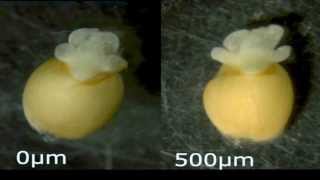 Time Lapse Seed Germination [upl. by Rudolfo]