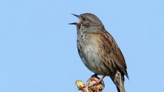 Territorial song of the Dunnock Prunella modularis [upl. by Gloriana]