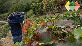 Da viña á adega xornadas de vendima na Ribeira Sacra [upl. by Ros]