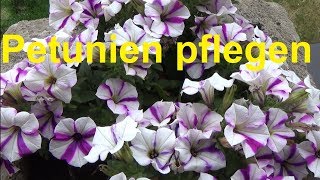 Petunien pflegen pflanzen gießen düngen überwintern Standort Petunia [upl. by Archy888]