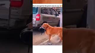 എന്നെയും കൊണ്ട് പോവുമോ😍mypetpetcare streetdog viraldog [upl. by Enos936]