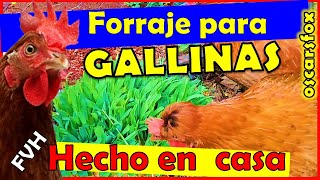 FORRAJE VERDE HIDROPONICO PARA GALLINAS FVH ALIMENTACION 💚💚💚 [upl. by Nollahs]