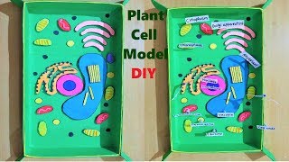 plant cell model 3d for school science fair project  DIY  howtofunda  biology project  still [upl. by Hutchings260]